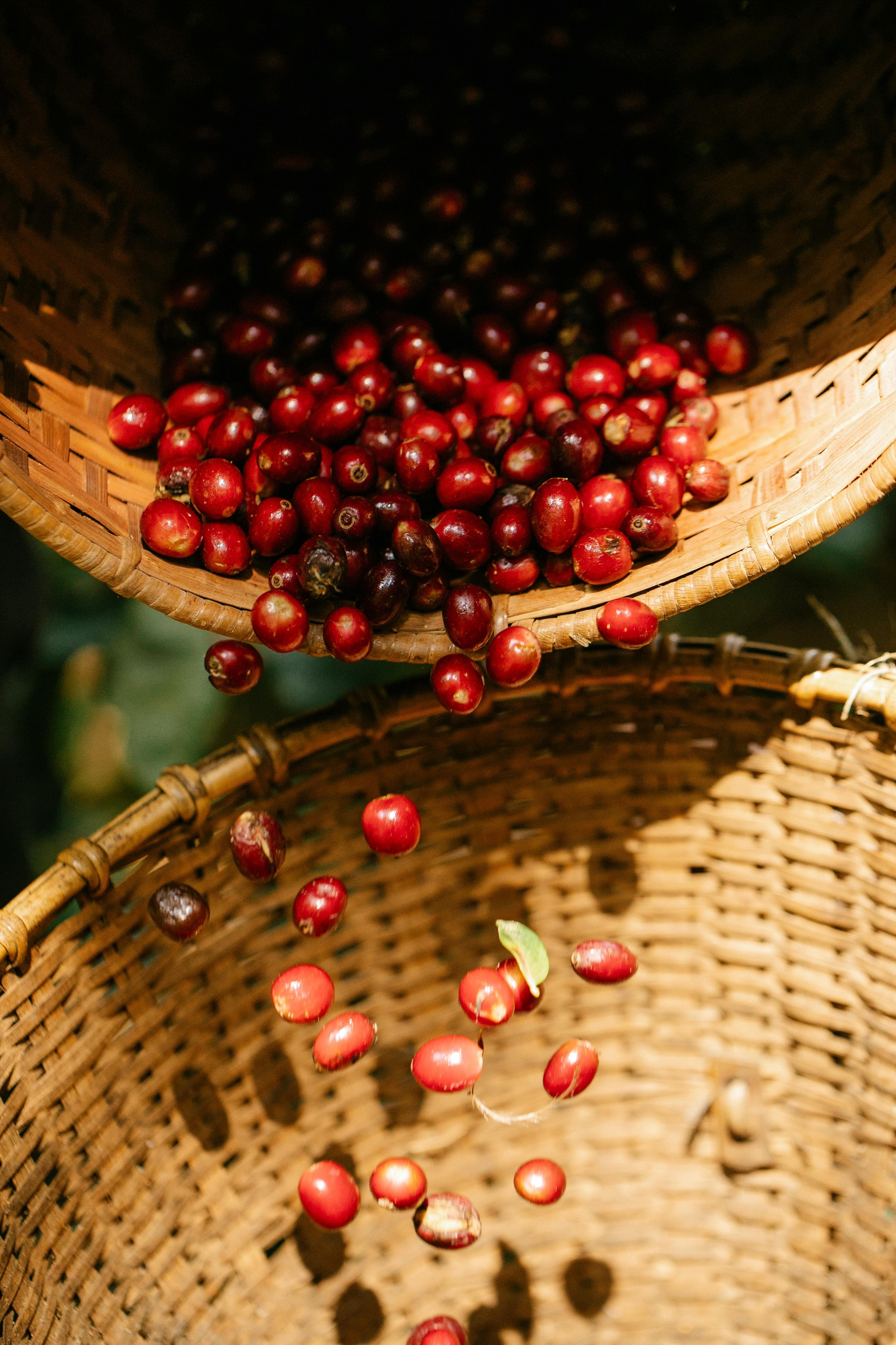Phương pháp chế biến ướt – Cải thiện chất lượng Robusta