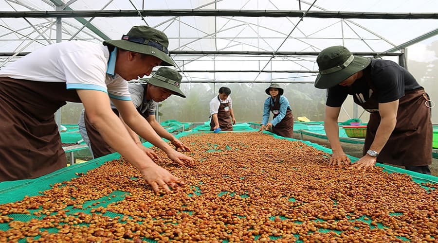   Phân loại hạt cà phê tự động